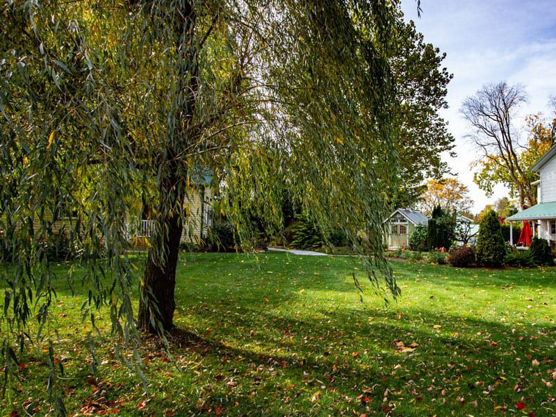 Relax under our beautiful whispering willow trees nestled along our property!